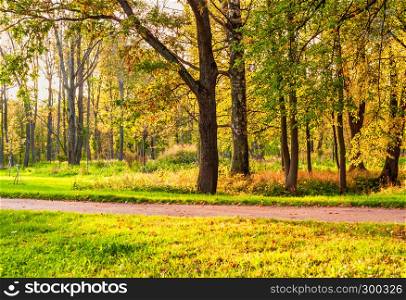 Glade with trees and walking path in the park. Autumn park in the park on a sunny day