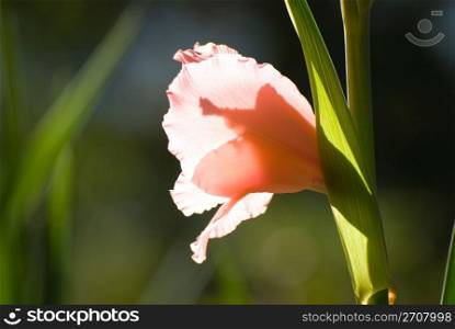 Gladiolus, a sword-leaved cymbidium (Gladiolus gandavensis Van Houtte Gladiolus)