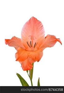 Gladiolus flower close-up isolated on a white background