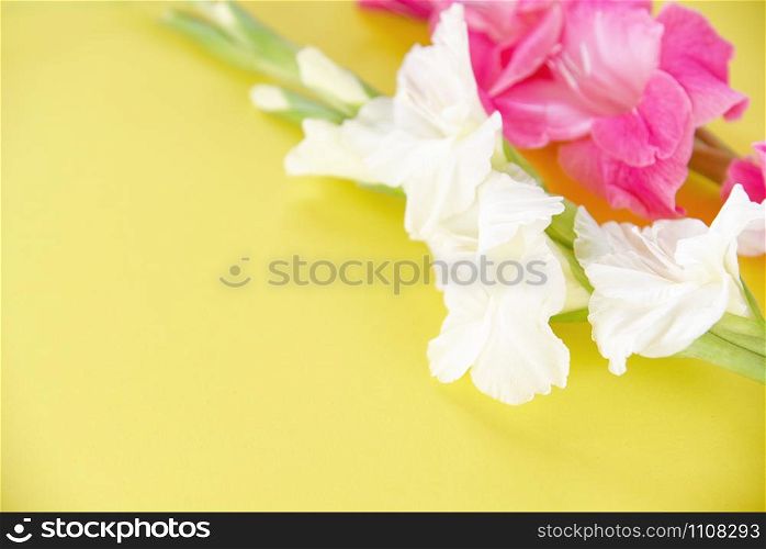 Gladiolus flower pink and white isolated on yellow background - copy space