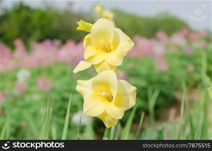Gladiolus or sword lily a genus of perennial bulbous flowering plants in the iris family (Iridaceae)