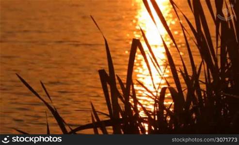 glare of the setting sun on the surface of the pond
