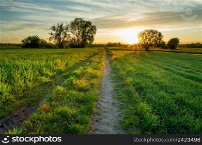 Glare of the sun and the road through green fields, Nowiny, Lubelskie, Poland