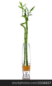 Glass jar with bamboo isolated on white background.