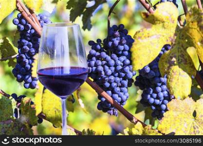 glass of red vine and growing ripe grape. vineyerds of Italy, Piedmont