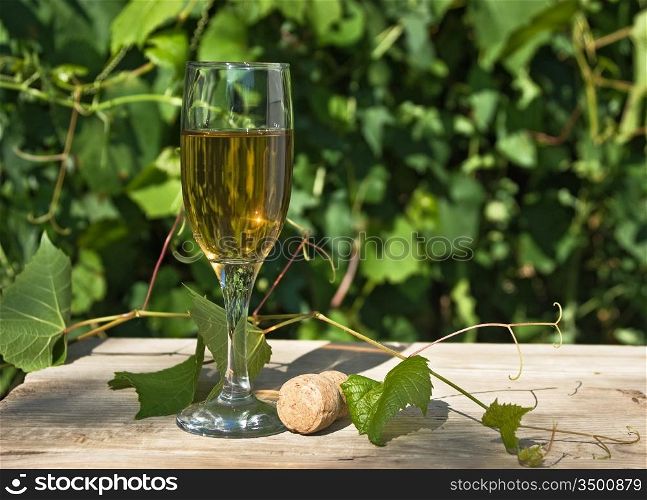 glass of wine on the background of the vineyard