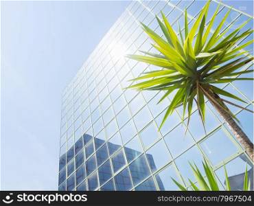 Glass reflection colored, with palm. Reflection in glass office building