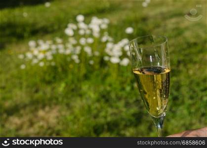 Glass with sperkling wine with a background of blurred green grass and white flowers
