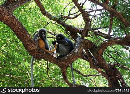 Glasses Langurs on tree at southern Thailand