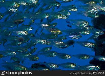 Glassfish Shoal