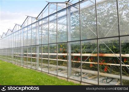 Glasshouses growing tomatos