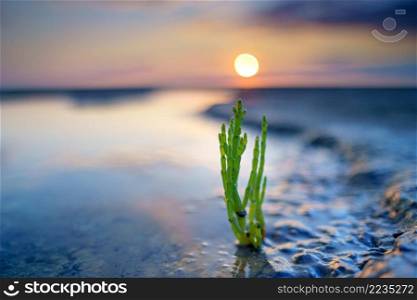 Glasswort, pickleweed, picklegrass, marsh s&hire, mouse tits, sea beans, s&hire greens or sea asparagus.. S&hire a coastal herb also known as sea beans glasswort pickleweed or Salicornia  