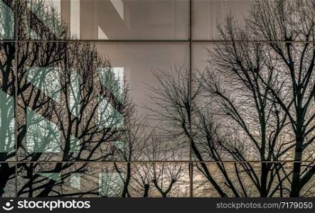 Glazed wall of a building with reflection of Bare tree branches in mirrored windows. Reflection of Bare tree branches in the windows of a modern building, Selective focus.