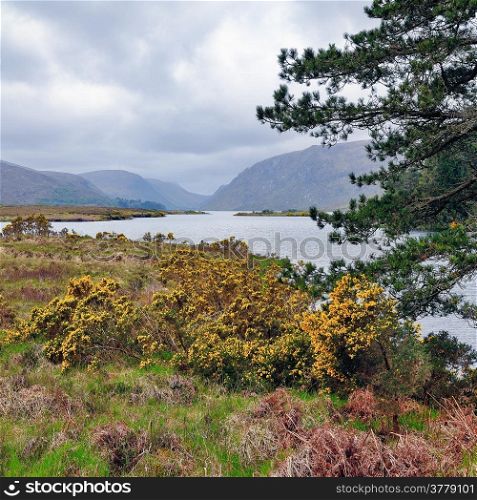 "Glenveagh lake. County Dionegal. Glenveagh (from Irish Gleann Bheatha, meaning "glen of the birches") is the second largest national park in Ireland. Blossom ulex bush."