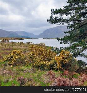 "Glenveagh lake. County Dionegal. Glenveagh (from Irish Gleann Bheatha, meaning "glen of the birches") is the second largest national park in Ireland. Blossom ulex bush."