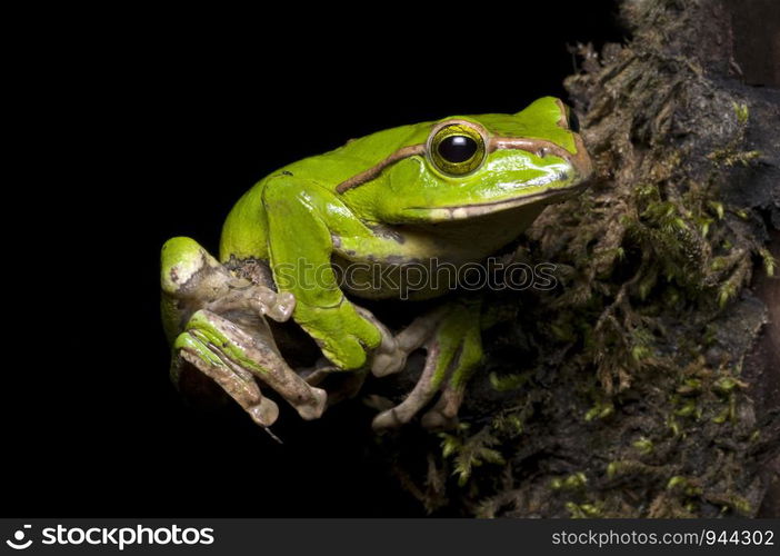 Gliding frog (Rhacophorus burmanus )