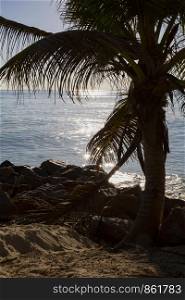 Glistening on sea in the shade of the palm tree at dusk