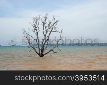 global warming concept, dry tree in the sea