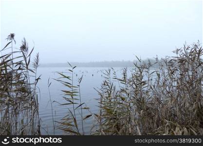 Gloomy morning on a lake in the Vlietlanden.