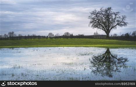 Gloomy spring scenery with a single big tree, on a green meadow and its reflection in a small pond, with a cloudy sky, in Schwabisch Hall, Germany.