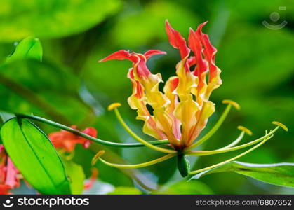 Gloriosa Superba or Climbing Lily is a climber with spectacular red and yellow flowers, but all parts of the plant are extremely poisonous, Taken in Thailand