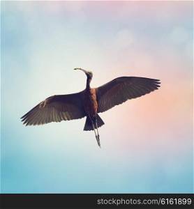 Glossy Ibis in Flight Against a Blue Sky