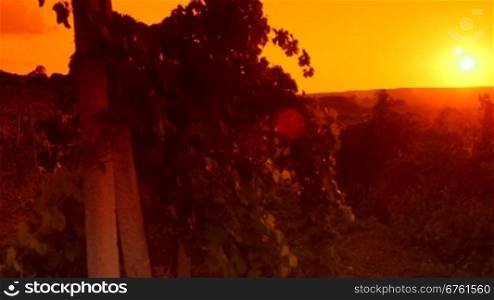 Glow of sunset over vineyard valley pan shot