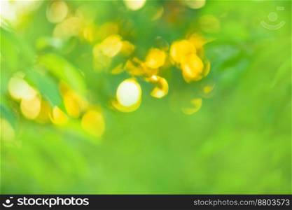 Glowing green nature background with sunburst. Abstract nature green background.. Natural bokeh blurred green plants landscape as background