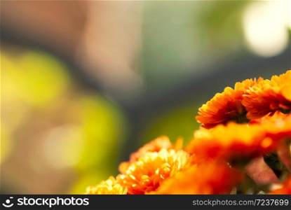 Glowing, orange chrysanthemum flowers bloom in fall.. Glowing Chrysanthemum Flower