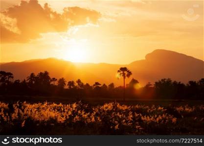 Glowing rose natal grass flowers fields at sunset, meadow and mountains in the backgrounds. Vacations concept.