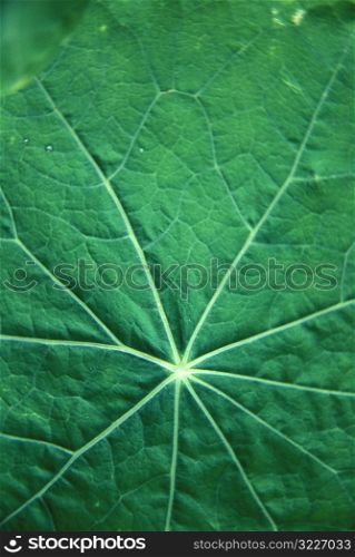 Glowing Veins Of A Green Leaf
