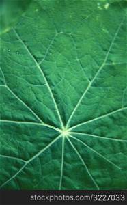 Glowing Veins Of A Green Leaf
