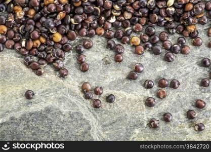 gluten free, black quinoa grain against slate rock - macro background