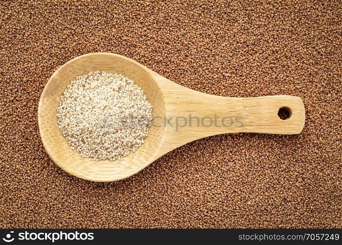 gluten free ivory teff grain on a wooden spoon against background of brown teff - important food grain in Ethiopia and Eritrea