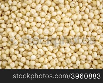 gluten free millet grain background, life size macro