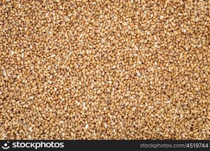 gluten free teff grain background - important food grain in Ethiopia and Eritrea