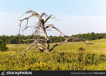 Gnarled old tree on the Big Meadow at Skyline drive in Virginia