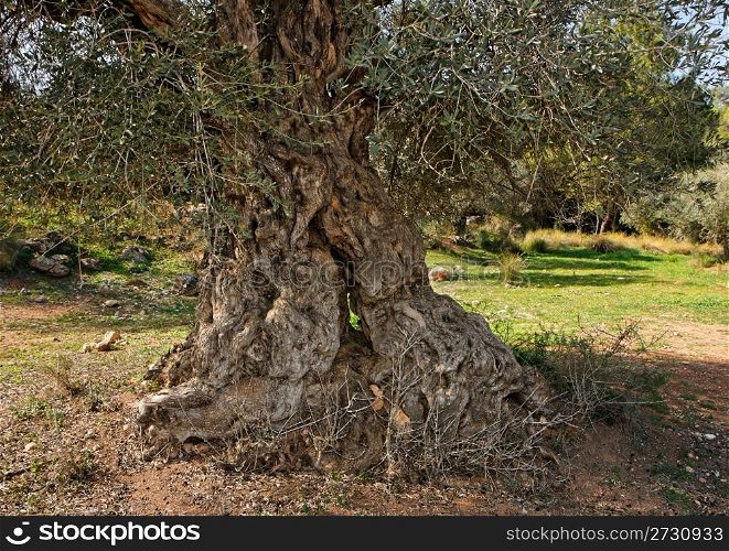 Gnarled, split and twisted trunk of olive tree outdoors