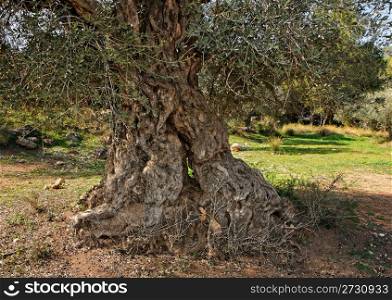 Gnarled, split and twisted trunk of olive tree outdoors