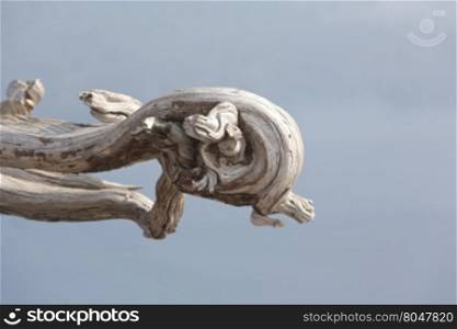 Gnarled wood in Crater Lake National Park is suggestive of a dragon&rsquo;s head. Nature&rsquo;s own hand in art creates an imaginative fantasy creature. Location is Oregon in United States. Copy space above and to right.
