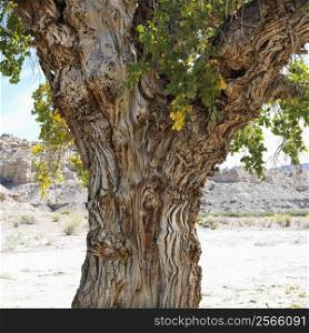 Gnarly trunk of Cottonwood tree in desert Cottonwood Canyon, Utah.