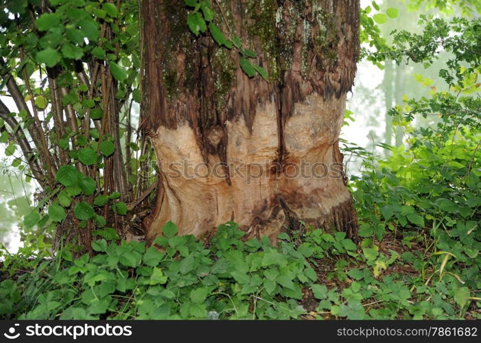 gnaw marks of a beaver at a tree trunk