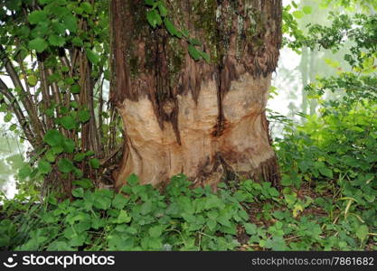 gnaw marks of a beaver at a tree trunk