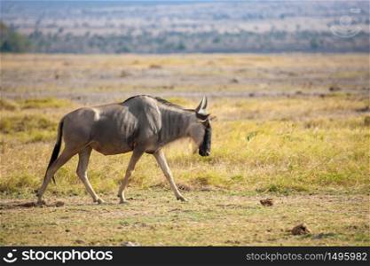 Gnu antelope is walking, on safari in Kenya