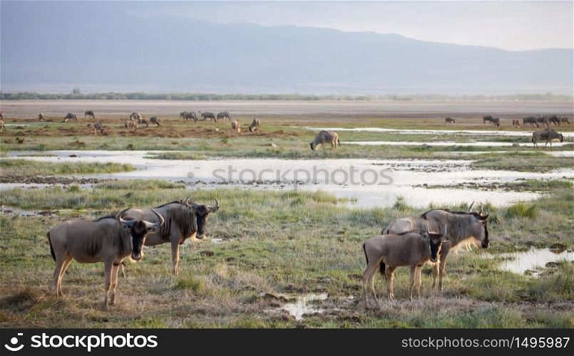 Gnu antelopes standing near the water, on safari in Kenya
