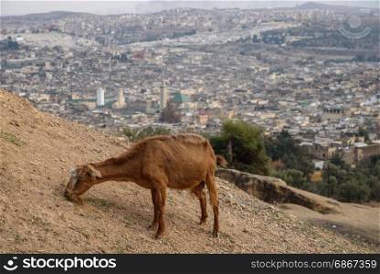 Goat and a Fez panorama, Morocco, North Africa. View of the old town of Fez, Morocco, North Africa