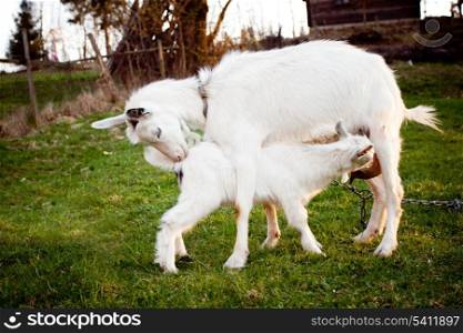 Goat and goatling are suckling the mom on graze