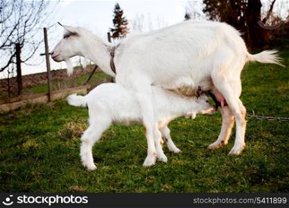 Goat and goatling is suckling the mom on graze
