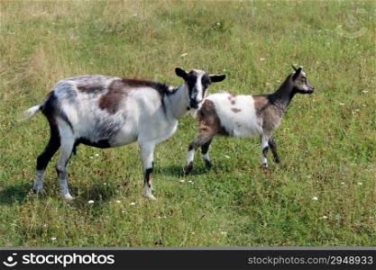 Goat and kid on the green pasture