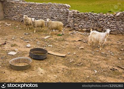 Goat and sheep in an animal pen, Inner Mongolia, China